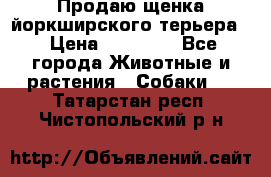Продаю щенка йоркширского терьера  › Цена ­ 20 000 - Все города Животные и растения » Собаки   . Татарстан респ.,Чистопольский р-н